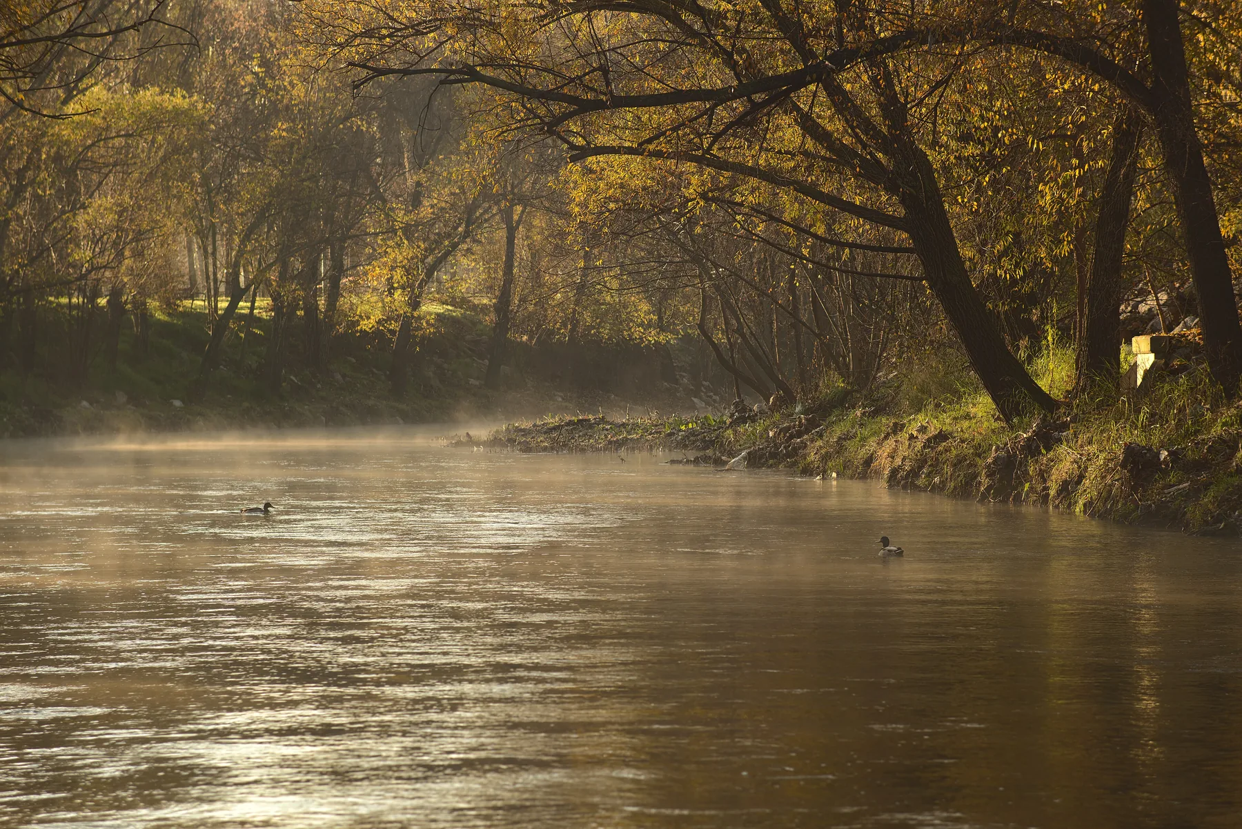 The Manzanares river in Madrid with tree-lined banks and a soft hazy light